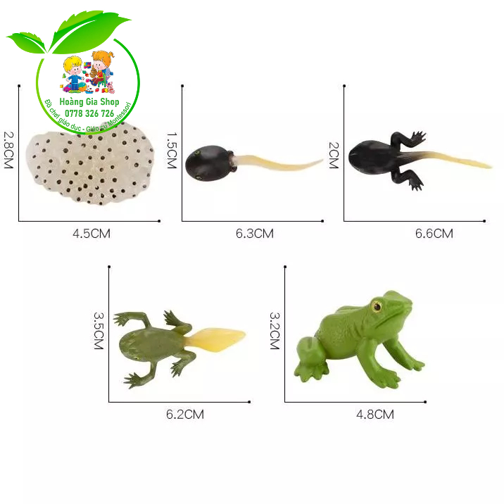 Mô hình vòng đời của ếch - Frog Life Cycle