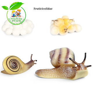 Mô hình vòng đời của ốc sên - Snail Life Cycle