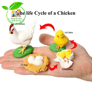 Mô hình vòng đời của gà - Chicken Life Cycle