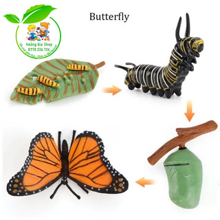 Mô hình vòng đời của bướm - Butterfly life cycle