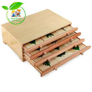Tủ đựng mẫu lá cây - Botany Leaf Cabinet
