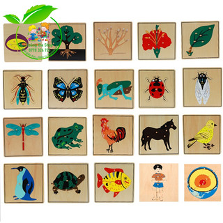 (Bản quốc tế) Tranh ghép sinh học Montessori - puzzle
