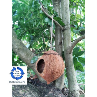 Tổ chim, sóc, thú cưng bằng gáo dừa