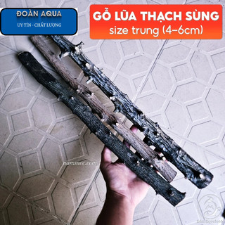 Lũa Gỗ Thạch Sùng (1kg) | Lũa Setup Layout Rừng Tự Nhiên Cho Bể Thủy Sinh