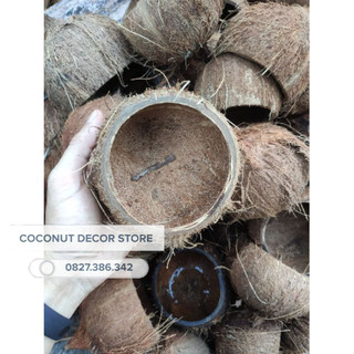 Chậu gáo dừa thô trồng cây tiểu cảnh