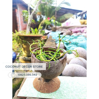 Chậu trồng cây gáo dừa nhỏ có đế