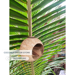 Tổ Chim Gáo Dừa Lớn