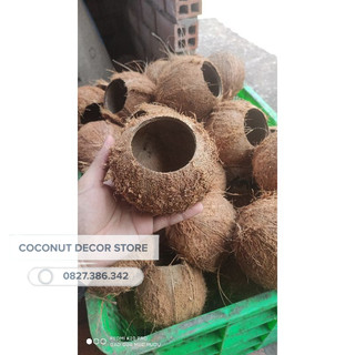 Gáo Dừa Trồng Cây | Gáo khoan lỗ làm chậu trồng cây cực kì dễ thương