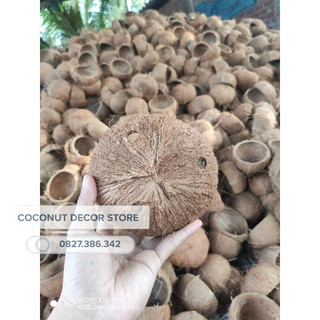 Gáo dừa trồng cây loại thô | chậu cây gáo dừa đã khoan lỗ