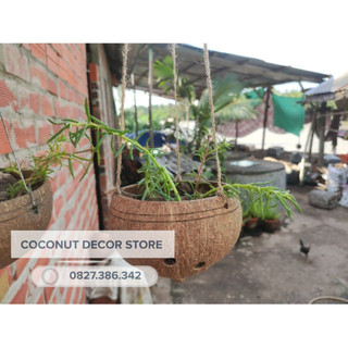 Chậu trồng cây gáo dừa kèm dây treo nhiều tầng