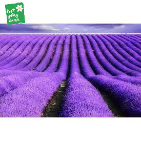 Gói 100 hạt giống hoa oải hương LAVENDER KHUYẾN MẠI SHOP MỚI HẠ GIÁ SỈ