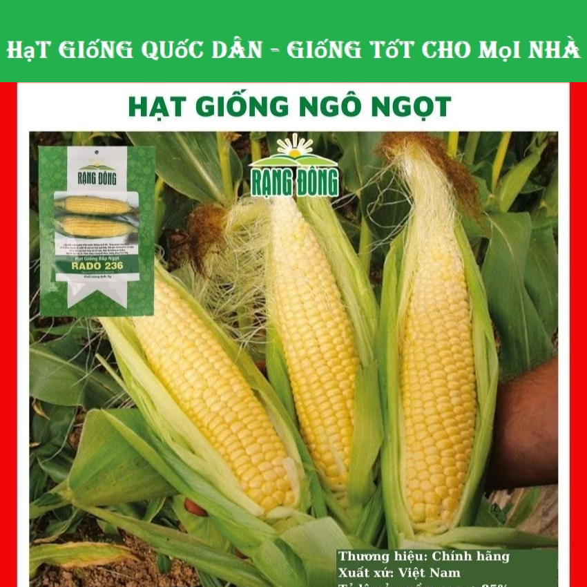 Hạt giống ngô ngọt (bắp ngọt) - GÓI 20 HẠT (hạt giống quốc dân)