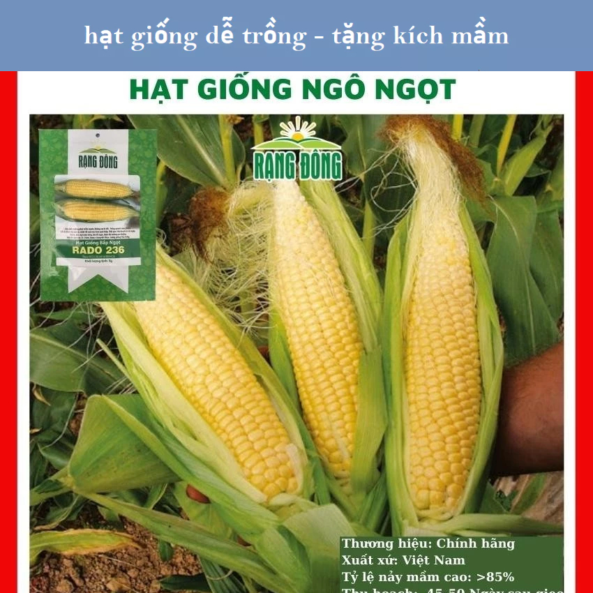 Hạt giống ngô ngọt (bắp ngọt) - GÓI 20 HẠT