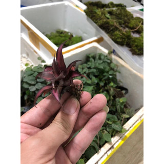Dứa phụng mini, dứa nam mỹ set tiểu cảnh, bán cạn, terrarium