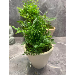 Dương xỉ mini dùng trang trí bể bán cạn, terrarium,bonsai