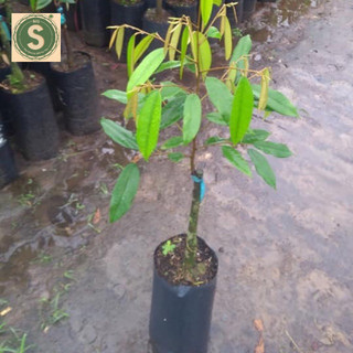 Cây Giống Sầu Riêng MusangKing D197 Malaysia