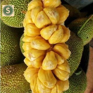 Cây Mít Tố Nữ  Siêu Trái mã lai