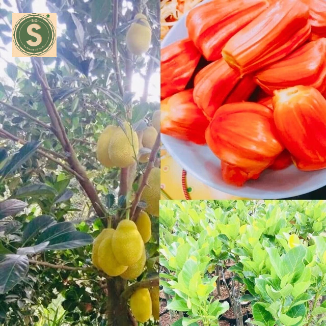 Cây Giống Mít Ruột đỏ Malaysia