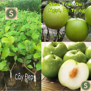 Cây Giống Táo Thái Siêu Trái, Quả To, Giòn và Ngọt