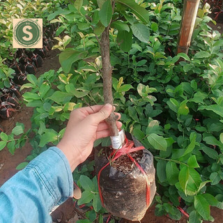 Cây Ổi Nữ Hoàng (Gốc To, Cây khỏe, ra trái sớm)