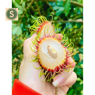 Cây giống chôm chôm thái