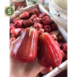 Cây giống mận an phước siêu ngọt