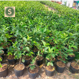 Cây Giống Ổi Nữ Hoàng Trồng Chậu Siêu Trái Liên Hệ Giá Sỉ
