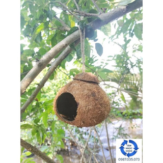 Tổ chim gáo dừa nhà bọ hang chuột