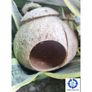Tổ chim gáo dừa giá sỉ chỉ từ 15k