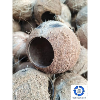 Gáo dừa thô khoan bụng gáo size lớn- gáo tổ chim