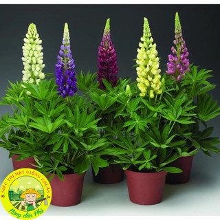 100H_Hạt giống hoa đậu lupin Mix màu (tặng kèm phân)