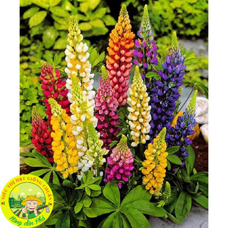 100H_Hạt giống hoa đậu lupin Mix màu (tặng kèm phân)