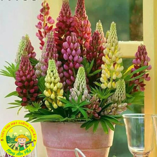 100H_Hạt giống hoa đậu lupin Mix màu (tặng kèm phân)