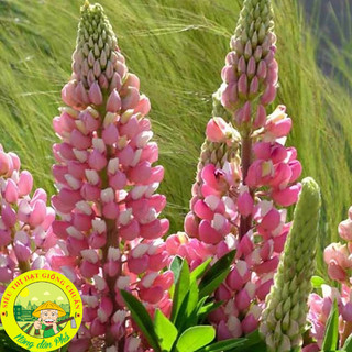 100H_Hạt giống hoa đậu lupin Mix màu (tặng kèm phân)