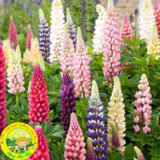 100H_Hạt giống hoa đậu lupin Mix màu (tặng kèm phân)
