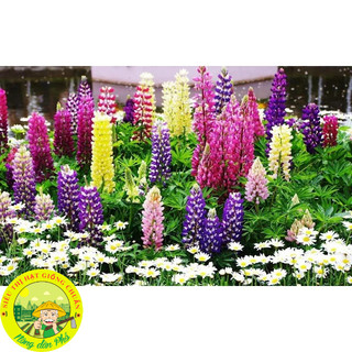 100H_Hạt giống hoa đậu lupin Mix màu (tặng kèm phân)