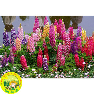 100H_Hạt giống hoa đậu lupin Mix màu (tặng kèm phân)