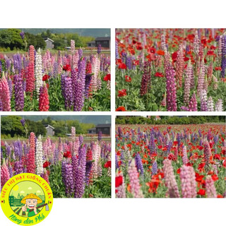 100H_Hạt giống hoa đậu lupin Mix màu (tặng kèm phân)