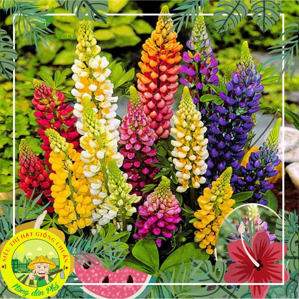 100H_Hạt giống hoa đậu lupin Mix màu (tặng kèm phân)