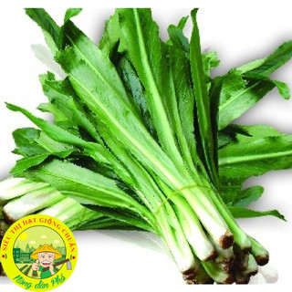 Hạt Giống Rau Mùi Tàu(Ngò Gai-Răng Cưa)