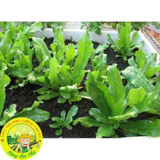 Hạt Giống Rau Mùi Tàu(Ngò Gai-Răng Cưa)
