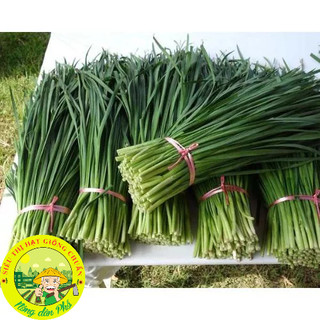 Hạt giống lá hẹ cao sản (tặng kèm phân bón)