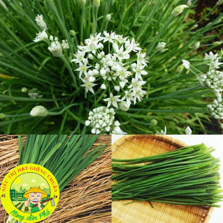 Hạt giống lá hẹ cao sản