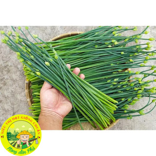 Hạt giống lá hẹ cao sản (tặng kèm phân bón)