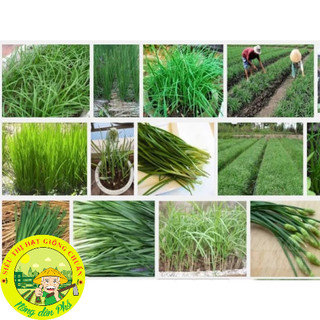 Hạt giống lá hẹ cao sản (tặng kèm phân bón)