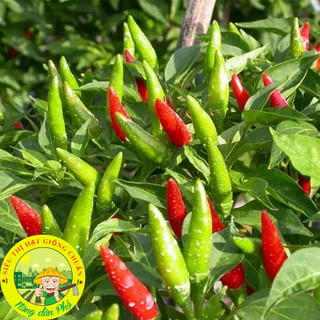 30H_Hạt giống ớt xiêm