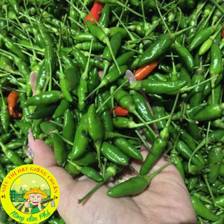 30H_Hạt giống ớt xiêm( ớt xiêm rừng_Siêu trái)