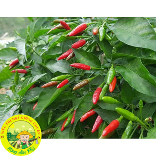 30H_Hạt giống ớt xiêm( ớt xiêm rừng_Siêu trái)