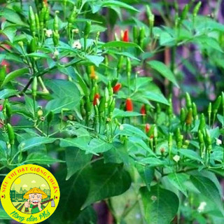30H_Hạt giống ớt xiêm( ớt xiêm rừng_Siêu trái)