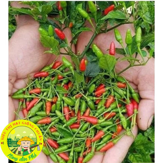 30H_Hạt giống ớt xiêm( ớt xiêm rừng_Siêu trái)